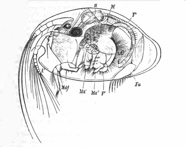 383px-CypridinaMediterranea[Wikipedia]grayscale-crop.png