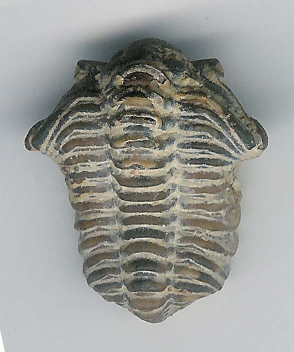 Calymene_Waldron-shale-Indiana_jfeliks_600dpi-rotate.jpg