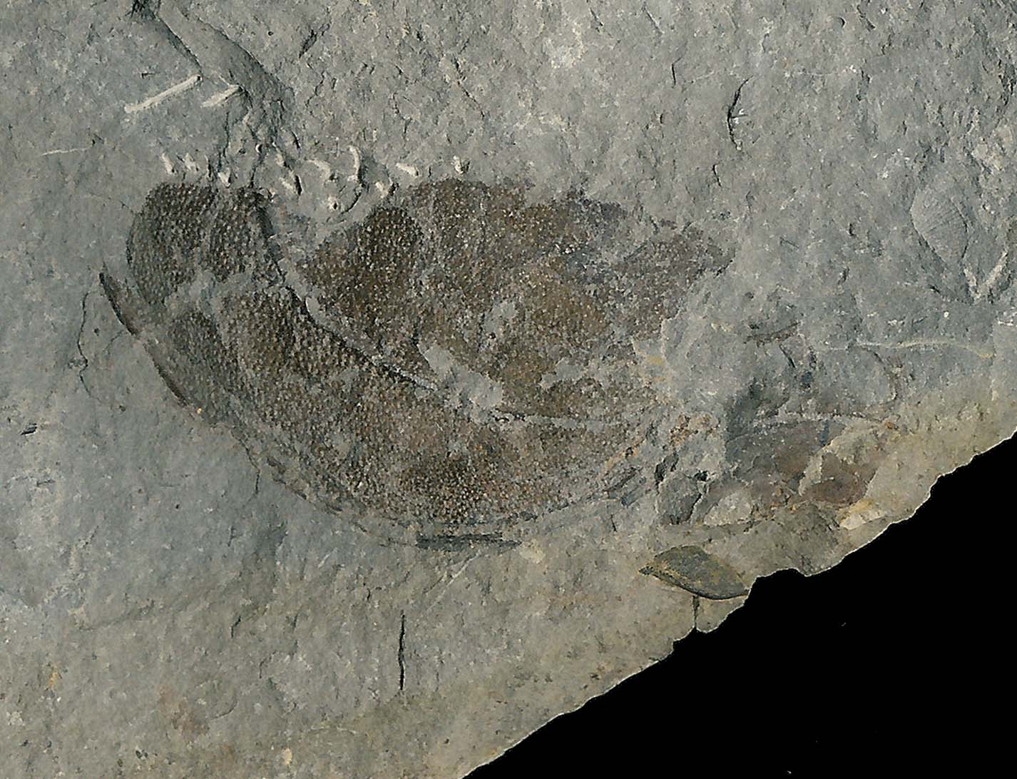 Dithyrocaris_Malacostracan-Crustacean_Devonian_Hungry-Hollow_Arkona-Ontario_h600dpi.jpg