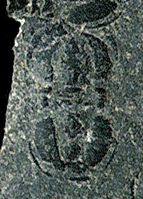 Peronopsis-interstrictus_Cambrian_Antelope-Springs_Utah_1200dpi_crop_23cntrst-dust-scratches3-92.jpg