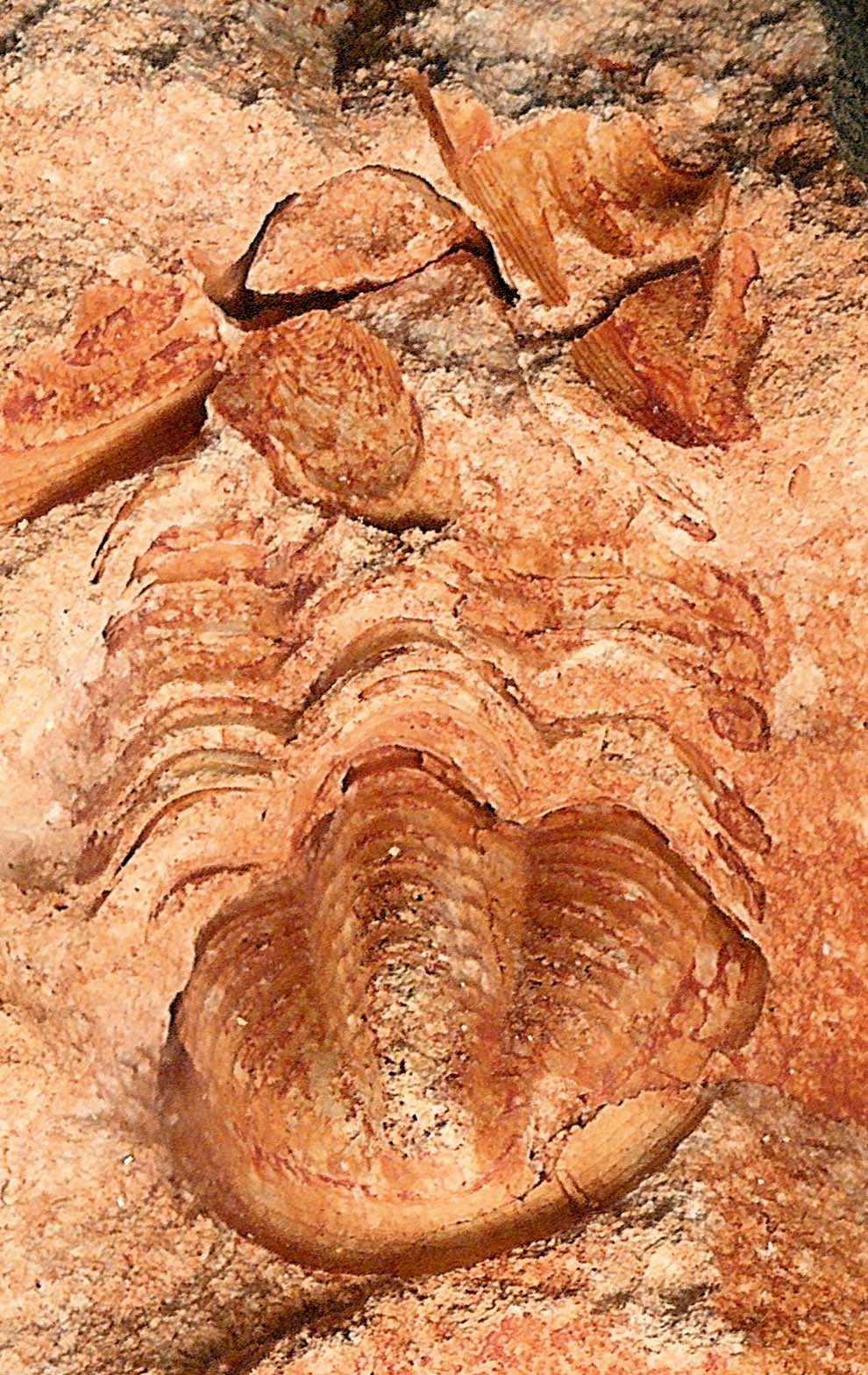 Spergenaspis boonensis_Highway12-trilobite_Mississippian_War-Eagle-Arkansas_1200dpi-rotate_crop+17cntrst-crop.jpg