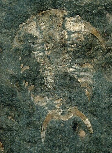 tn_Ceraurus-trilobite_Ordovician_Neebish-Island_U.P.MI_jfeliks_1200dpi_+12cntrst-3brt_comp-Gabriceraurus+35cntrst.jpg