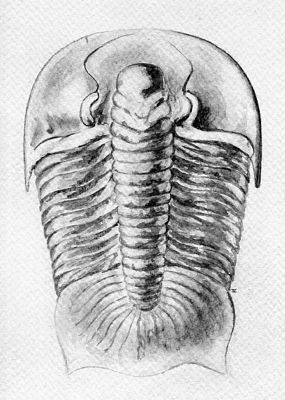 tn_Dikelocephalus_tb-watercolor-commission1982-ofR.Perlman-painting1962_150dpi_grayscale_autolevels.jpg