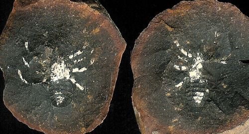 Spider-nodule_take4.1_Youngstown-Terre-Haute-Indiana_1200-dpi-color_tigher-crop+17+4.jpg