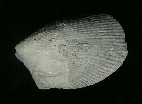 tn_Ambonychia-or-Byssonchia_Ordovician_Middletown-Ohio_jfeliks_600dpi+3brt&cntrst.jpg