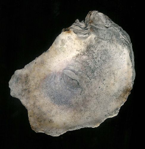 tn_Ostrea_Pleistocene_Florida_jfeliks_600dpi_clean+4brt+7cntrst.jpg