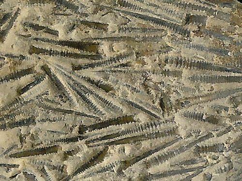 tn_Tentaculites_Devonian_Hungry-Hollow_Ontario_jfeliks_600dpi-autolevels.jpg