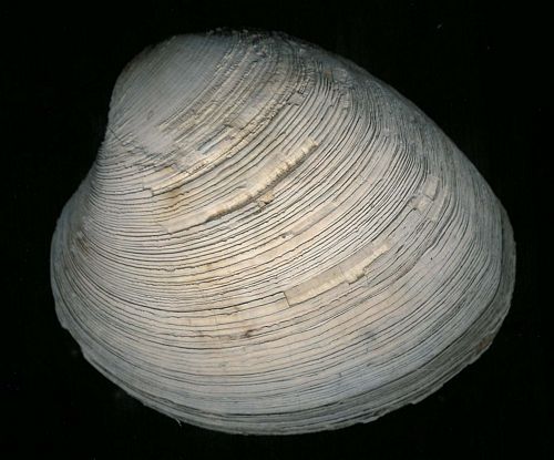 tn_Venus tridacnoides_Pleistocene_Florida_jfeliks_600dpi_clean.jpg