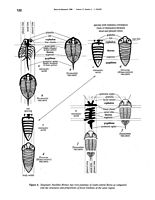 tn_fossils.p122.feliks1998.jpg