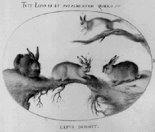 48K gif image of several hares by Hoefnagle