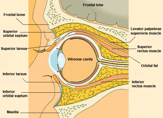 Orbit in Cross Section