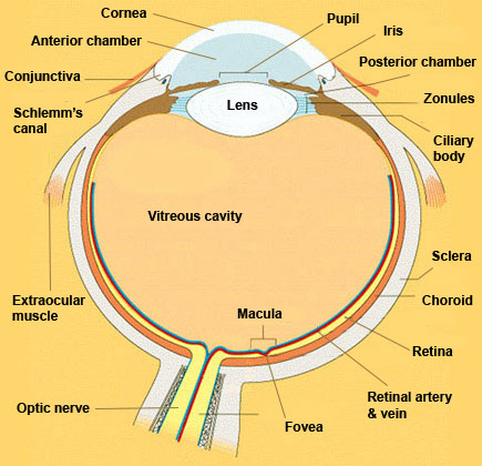 Eye in Cross Section