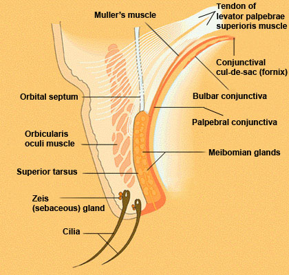 Lid in Cross Section