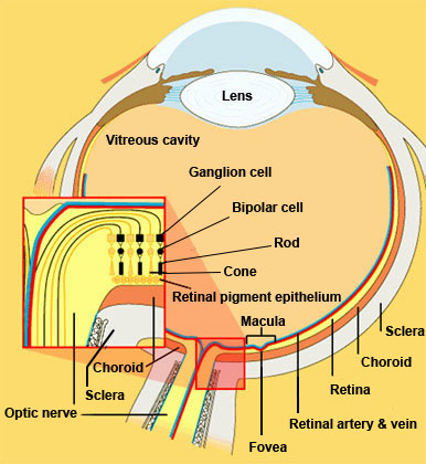 Retina in Cross Section