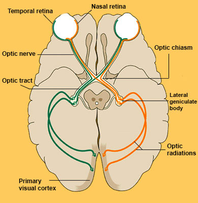 The Visual Pathway