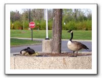 gosling1
