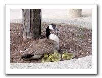 gosling2