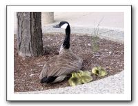 gosling3