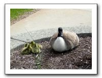 gosling6