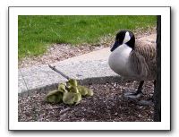 gosling7