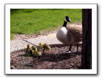 gosling8
