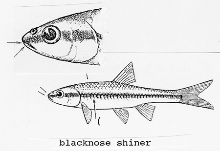 HD Blacknose Shiner