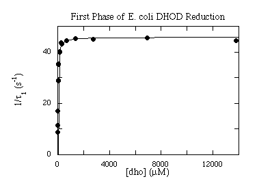 E. coli DHOD