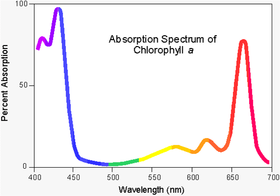 chlorophyll.png