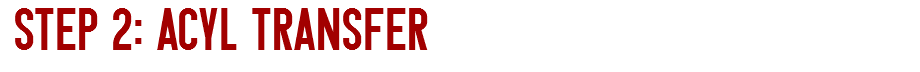 STEP 2: ACYL TRANSFER