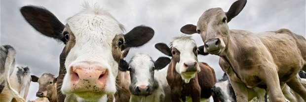 mooo