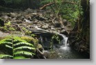IMG_2092 * Manoa Falls trail.