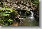 IMG_2115 * Manoa Falls trail.