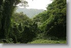 IMG_2120 * Manoa Falls trail.
