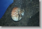 IMG_1919 * A nautilus.