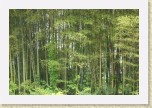 IMG_2290 * Bamboo trees.