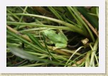 IMG_2296 * Little gree tree frogs that are all over the area.