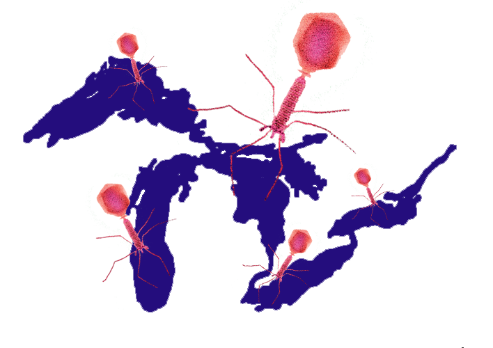 Microcystis