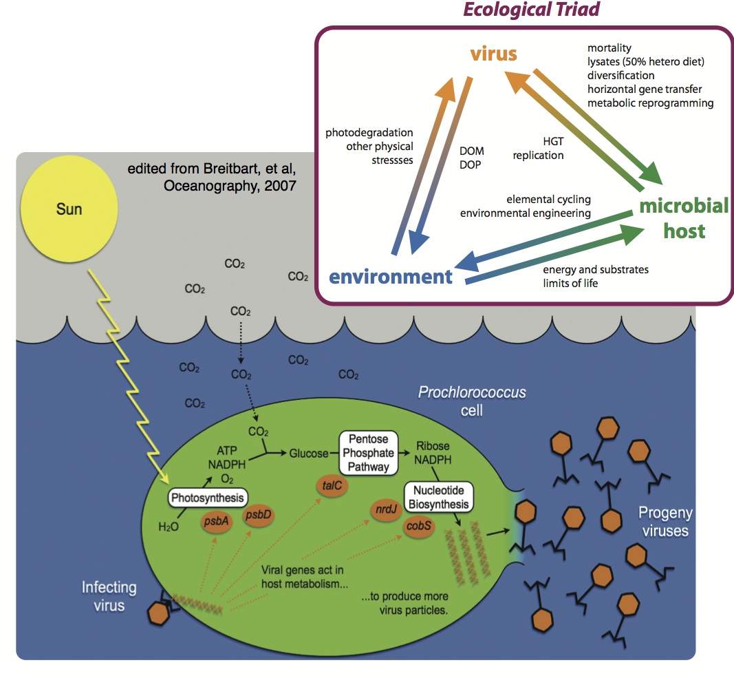 Ecological Triad