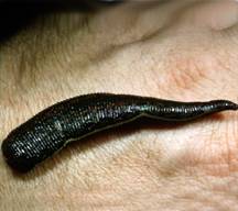 leech