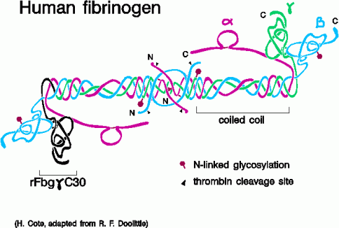 Fibrinogen