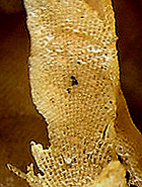 Flustra foliacea1280px_Wikimedia-Commons-crop+24cntrst-14brt.jpg