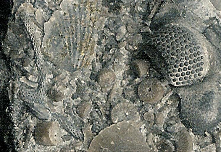 Streblotrypa-bryozoan_trilobite-eye_brachiopods_crinoids_Dev_Sylvania_jfeliks_1200dpi-blk-crop+16cntrst.jpg