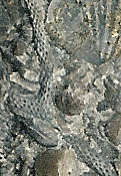Streblotrypa-bryozoan_trilobite-eye_brachiopods_crinoids_Dev_Sylvania_jfeliks_1200dpi-blk-crop-tighter+16cn.jpg