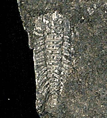 Triarthrus-trilobite-whole_two-sides_scan2_Bellefonte-PA_1200dpi-crop_side2-crop+34cntrst.jpg