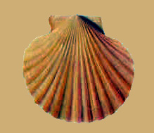 493px-Shells_watercolour_by_Peter_Brown_c_1766_isolate-autolevels-clean-sample-sandstone-color.jpg