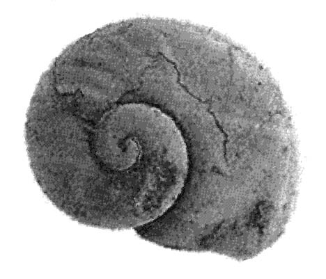 Cambrian-gastropod_A.attleborensis_Aldanella ex.gr. attleborensis (Shaler & Foerste, 1888)_CambrianMollusc2_rotate+3cntrst.jpg
