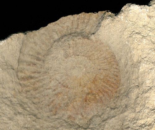 tn_Ammonite_Cretaceous_S.Dakota_jfeliks1977_1200dpi_cntrst+45.jpg