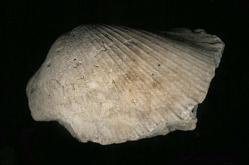 tn_Anadara-(Ark-shell)_Pleistocene_Florida_jfeliks_600dpi_clean_+4brt&cntrst.jpg