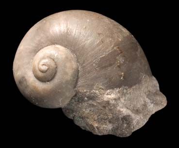 tn_naticopsis-Carboniferous-fossil-gastropod_79647_1_Natural-History-Museum_crop_h500.jpg
