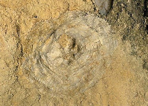 tn_Jellyfish-fossil-possible_unlabeled-resemble-worm-borings-stone_jfeliks_1200dpi_tighter-crop+19cntrst-11brt.jpg